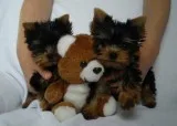 Charming akc t-cup yorkie puppies