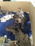 Lovely greatdane needs new home