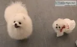 11 weeks old male and female poms 