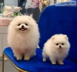 Stunning pomeranian puppies ready now 