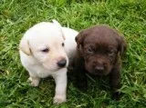 Cute labrador retriever puppies availabl