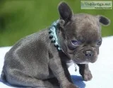 Beautiful french bulldog puppies availab