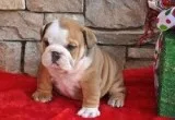 Two healthy tiny english bulldog puppies