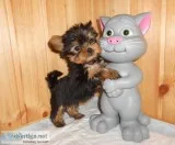 Home raised teacup yorkie puppies ready