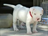 Dogo argentino puppies for sale
