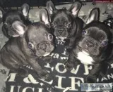 Gorgeous french bulldog puppies 