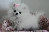 Awesome pomeranians