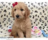 Female goldendoodle