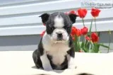 Blue boston terrier puppies (male)