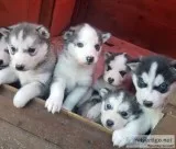 Sweet siberian husky puppies