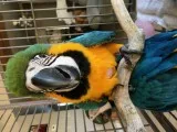 Tame & cuddly blue & gold macaw