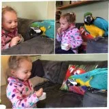 Blue and gold macaw parrots, sweet