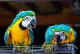Talkative blue and gold macaw parrot rea