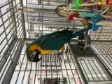 Beautiful playful and healthy macaw