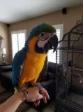 Affectionate blue and gold macaw