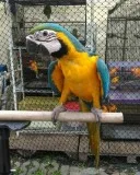 Cute blue and gold macaw parrot looking 