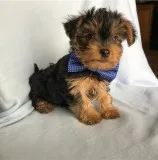 Great yorkie puppies ready for new lover