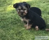 Adopt registered yorkie puppies 