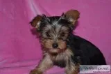 Cute akc teacup yorkie puppies ready for