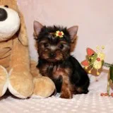 Excellent cute yorkie puppies for perfec