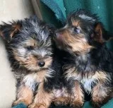 _ _trained_yorkshire terrier puppies