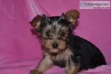 Yorkie puppy available for blessed famil