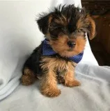 Very tiny teacup yorkie puppies now avai