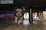 Akc yorkie puppies waiting for dog lover