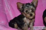 Super adorable male and female teacup yo