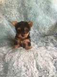 M/fyorkshire terrier puppies