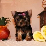 Male and female yorkie puppies