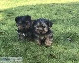 Yorkshire terrier puppies / now ready