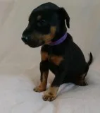 S quot;f dobermann pinscher puppies