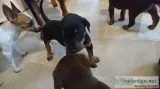 G quot;f dobermann pinscher puppies 