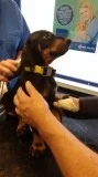 L quot;f dobermann pinscher puppies