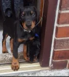 Z quot;f dobermann pinscher puppies