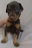 A quot;f dobermann pinscher puppies