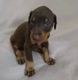 F quot;f dobermann pinscher puppies