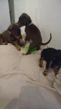K quot;f dobermann pinscher puppies