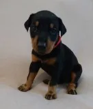 D quot;f dobermann pinscher puppies