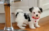 Fdhgh akc morkis companions available
