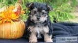 Jhgjfs cute morkie playmats ready