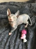 Active sphynx kittens for adoption