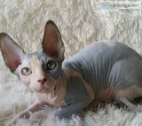 Sphynx kitten for sale