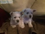 Zkjs healthy white westies for sale