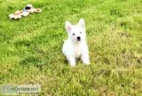 Axzu healthy white westies for sale