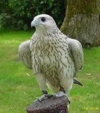 Female peregrine falcon