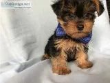 Very social yorkie puppies for adoption