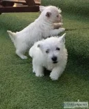 Qtrw healthy white westies for sale