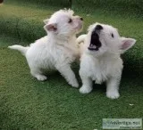 Tcg healthy white westies for sale